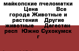  майкопские пчеломатки F-1  › Цена ­ 800 - Все города Животные и растения » Другие животные   . Дагестан респ.,Южно-Сухокумск г.